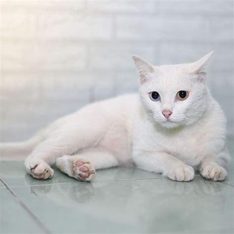 The Khao Manee: Information about this pure white .